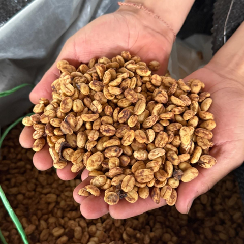 Peru La Coipa