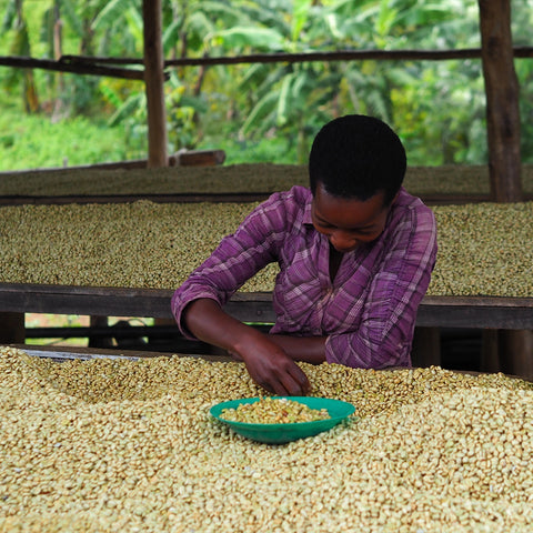 Uganda Sironko Natural